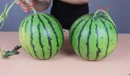 吃鸡的瓜甜不甜,揭秘游戏背后的甜蜜与苦涩 第3张 吃鸡的瓜甜不甜,揭秘游戏背后的甜蜜与苦涩 第3张